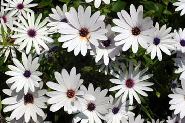 withe daisies