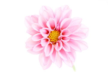 pink dahlia