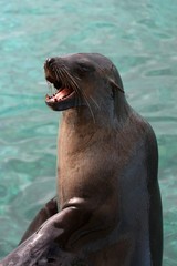 Obraz premium Seal with Open Mouth