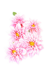 Obraz na płótnie Canvas pink dahlia