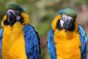 Blue and Yellow Macaw (Ara ararauna)