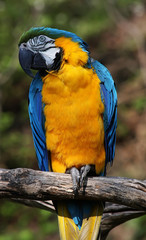 Blue and Yellow Macaw (Ara ararauna)