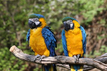 Blue and Yellow Macaw (Ara ararauna) © BGStock72