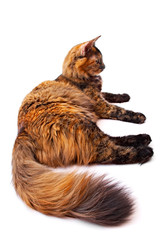 cat