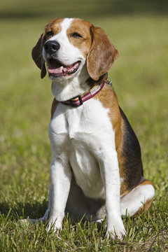 Beagle