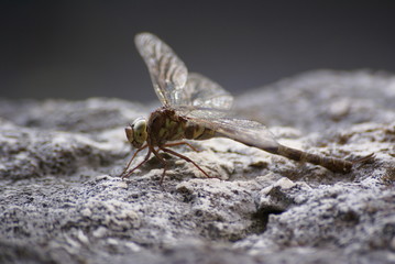 SONY DSC