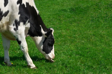 grazing cow