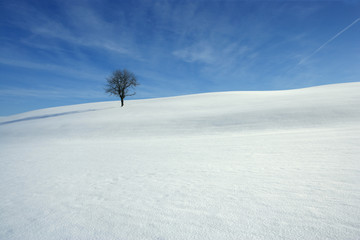 Snowy covered meadow - 13561171
