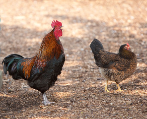 chicken