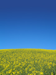 Fototapeta premium Neue Energie Raps