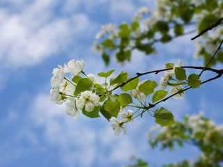 flowers on branches of pear in sky with white clouds