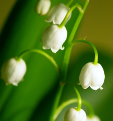 Muguet