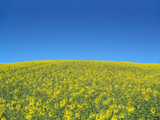 Obraz premium Energiequelle Raps