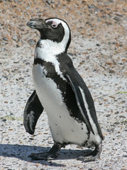 Naklejka premium African Penguin
