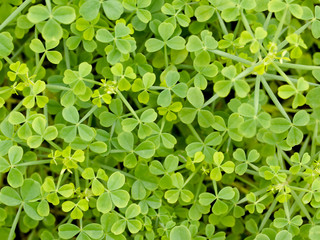 Clover background
