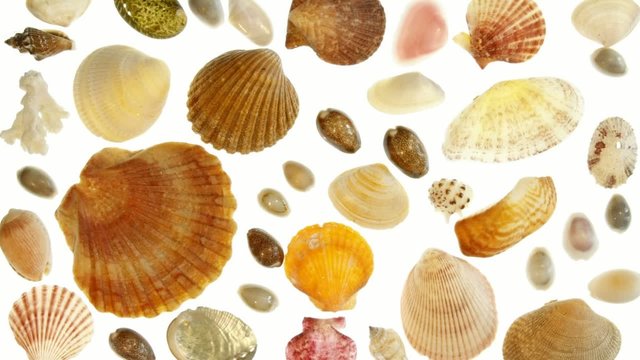 Tableau de coquillages.
