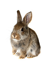 Little rabbit,isolate