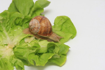 escargot