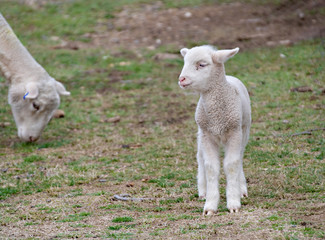 young lamb on the farm