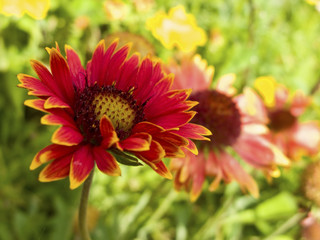 Three orange and yellow flowers