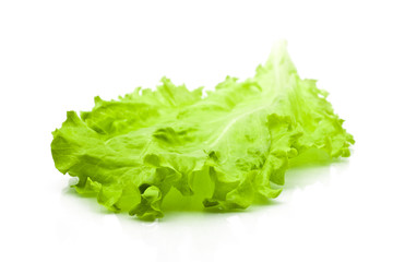Green leaf lettuce