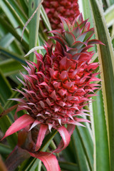 Red Pineapple Bromeliad