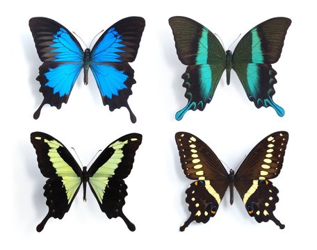 Butterflies,Swallowtail,Papilionidae,