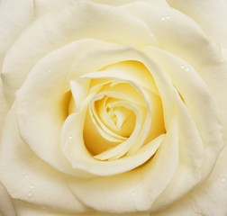 White rose with drops of water