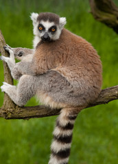 close-up of a cute ring-tailed lemur