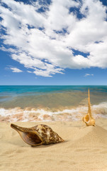 Fototapeta na wymiar Landscape with seashell on sky
