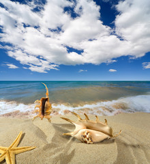 Landscape with seashell on sky