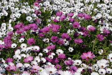 Obraz premium fleur et nature