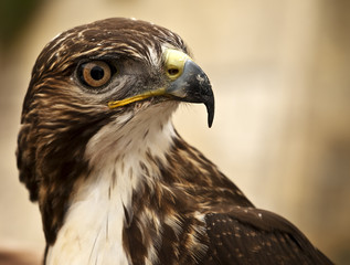 Portrait of a Raptor