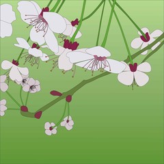 cherry-tree © Mateusz Grądman