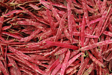 Fototapeta premium judias tiernas