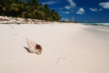 Shell in the Caribbean