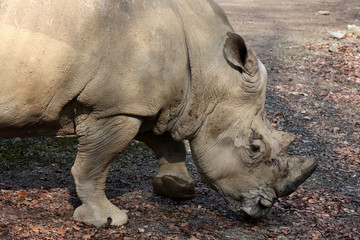 Fototapeta premium Breitmaulnashorn unterwegs