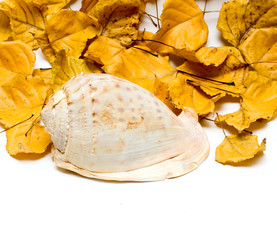 Ocean cocktashell on Fall leafs