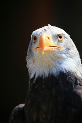 weißkopfseeadler