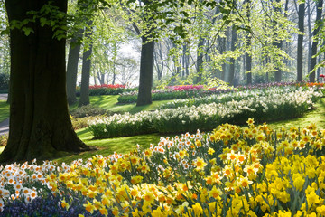 April light on daffodils and beechtrees in spring in park - 13575370