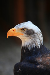 weißkopfseeadler