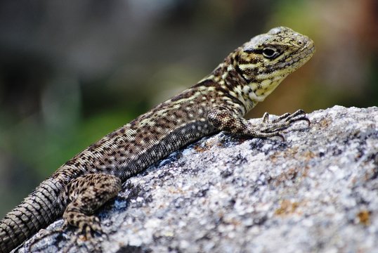 Lizard on Rock, Machu Picchu