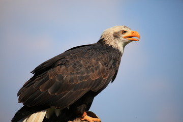 weißkopfseeadler