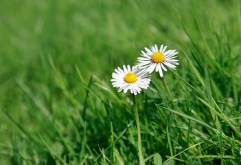 G&auml;nsebl&uuml;mchen