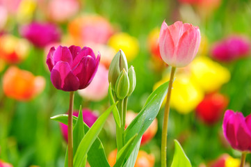 Beautiful spring tulips