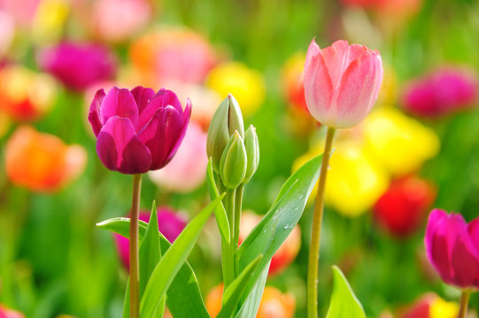 Fototapeta Beautiful spring tulips