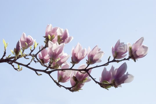 Fototapeta twig of magnolia tree blooming