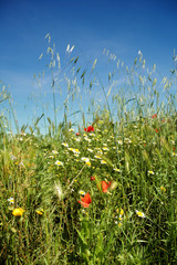 Wildflower and poppies