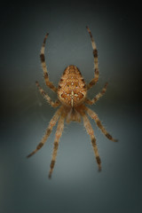 Araignée