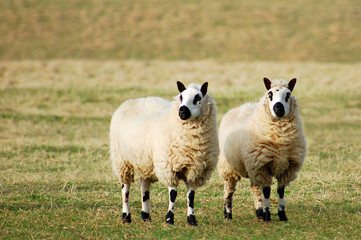 Duo Sheep